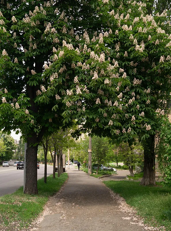 Chestnut trees in Kiev